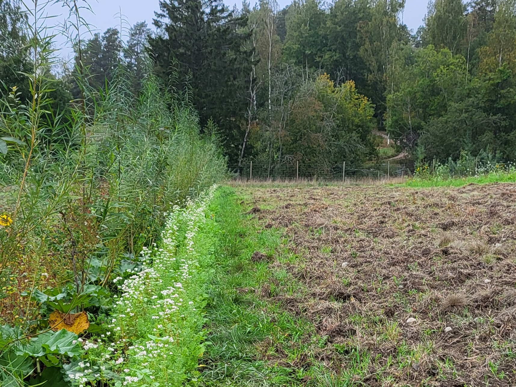 Agroforestry