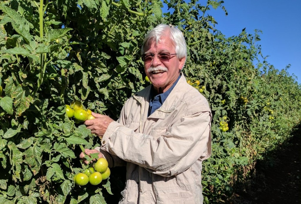 neal-tomatoes-1152x1536_pikali.jpg