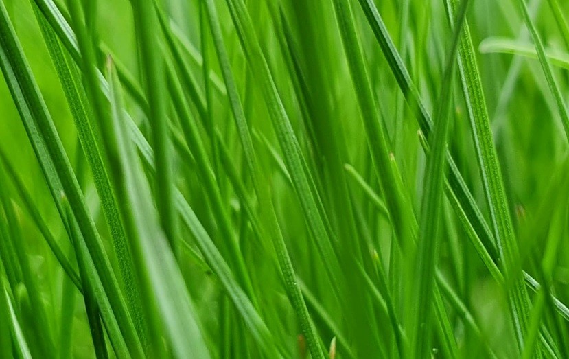 siloseire-pilt-infokirja.jpg