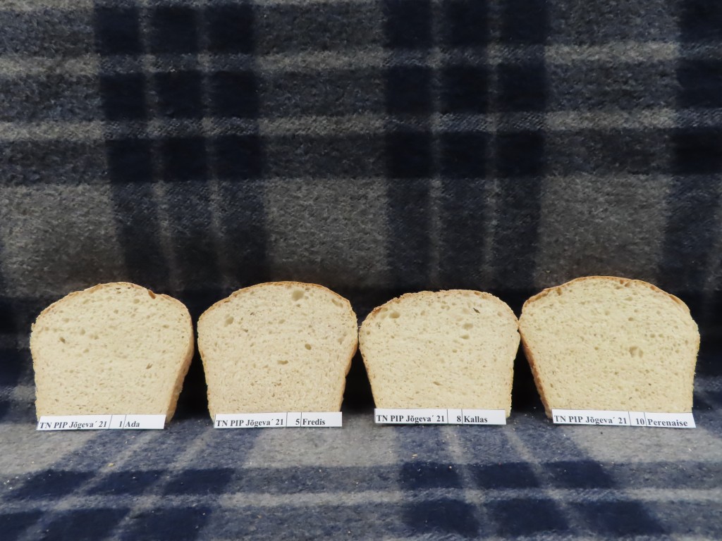 Nisu küpsetuskatse