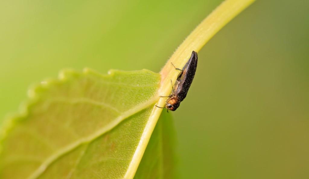 Agrilus planipennis.jpg