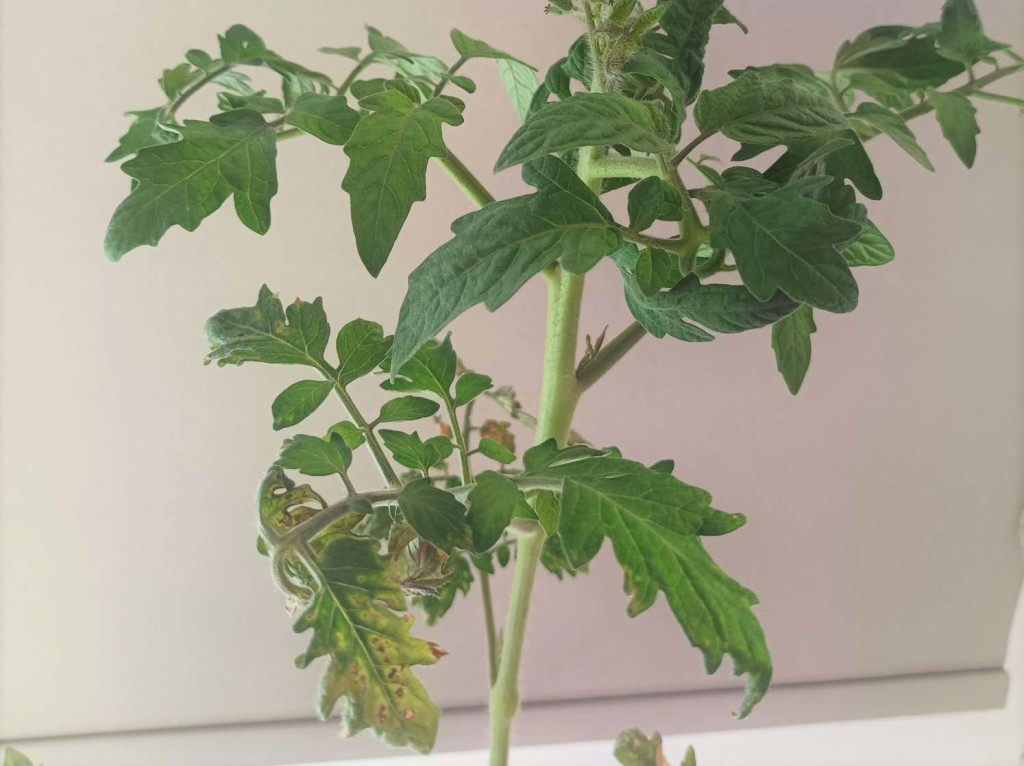 Tomato_brown_rugose_fruit_viiruse(1).jpeg