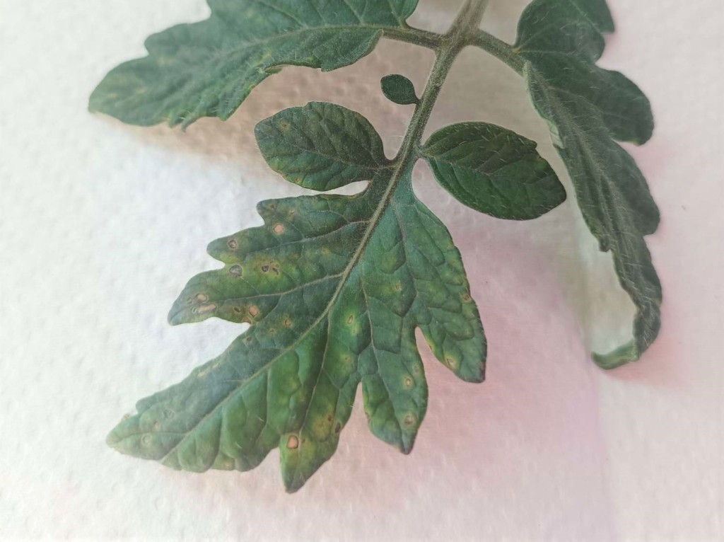 Tomato_brown_rugose_fruit_viiruse(2).jpeg