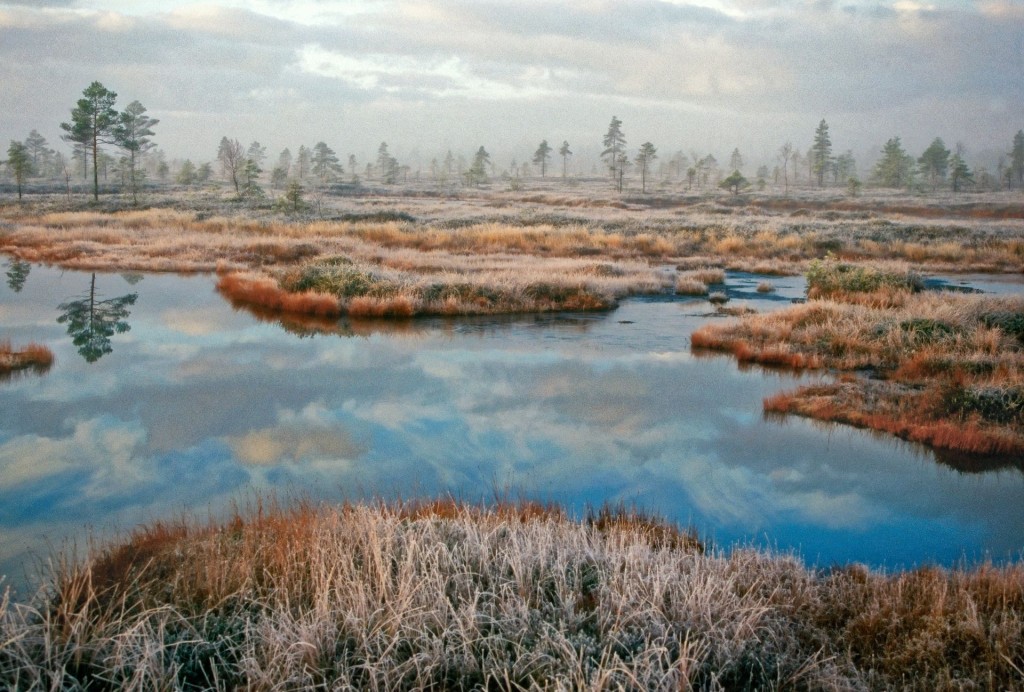 Talvine soo / Arne Ader.jpg