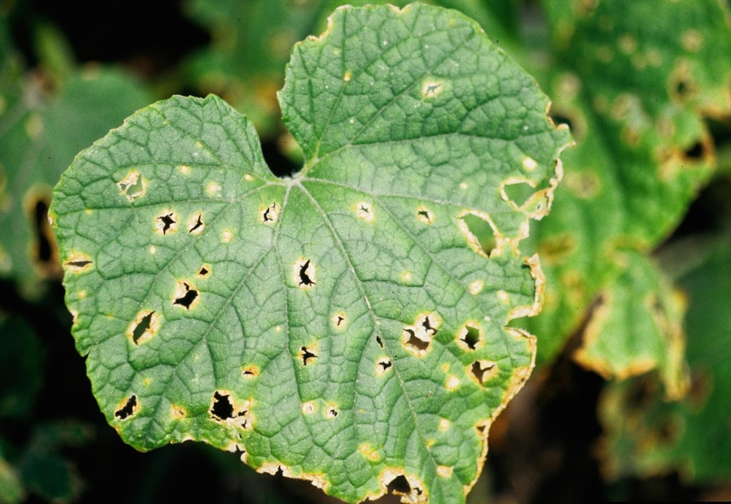Kurgi-antraknoos_Colletotrichum_orbiculare_seenhaigus.jpg