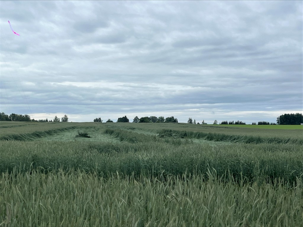 10.06.2025_öösel_lamandunud_talirukis_Tartumaal_0.jpeg