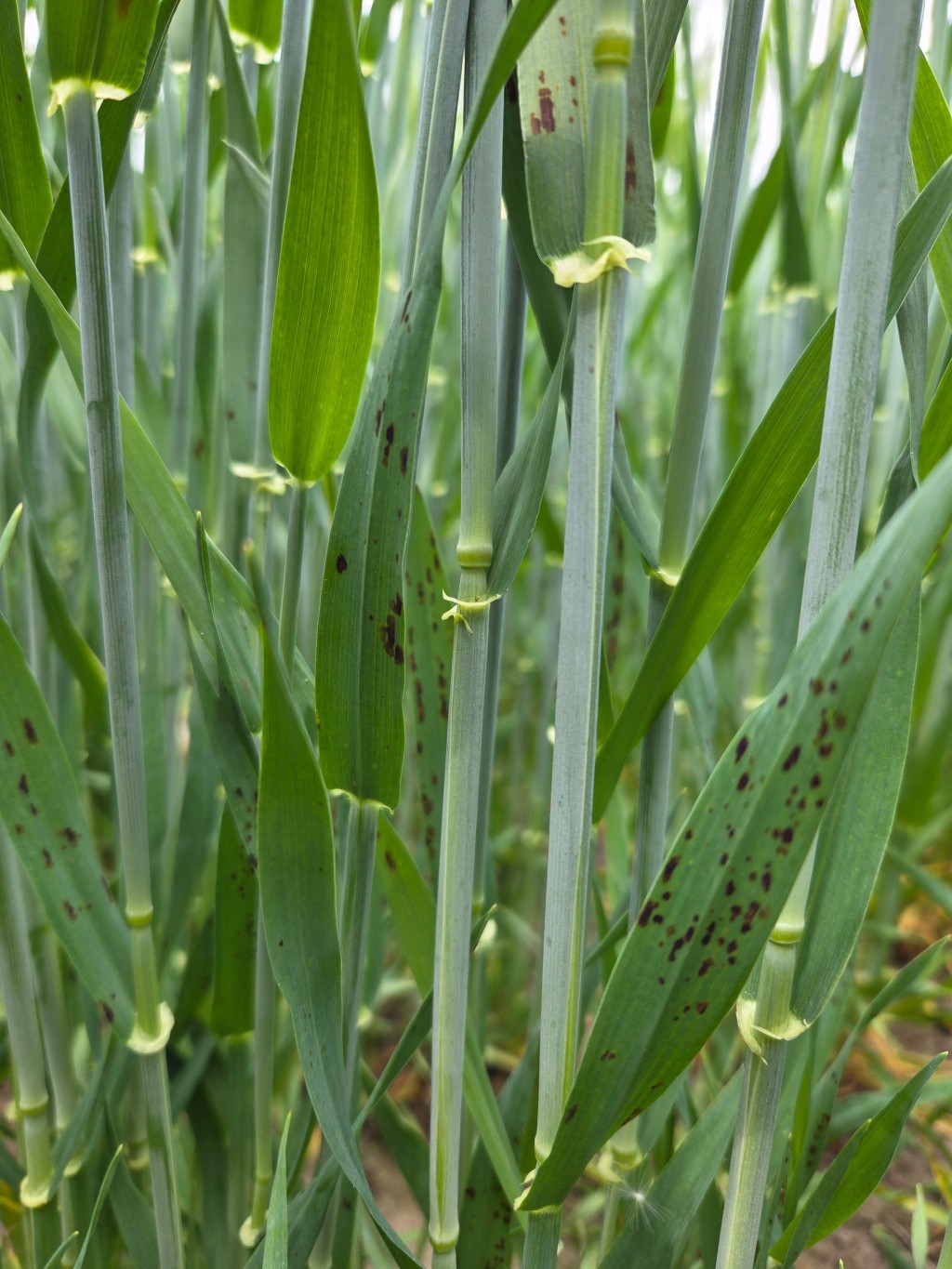 Füsioloogilised laigud taliodral_23. nädal_2_0.jpg