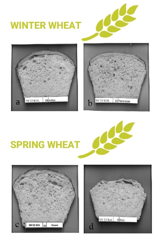 Discovering Distinctions: Baking Quality of Spring and Winter Wheat in Estonia